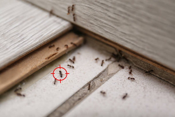 Best Best Pest Control Companies  in Storrs, CT