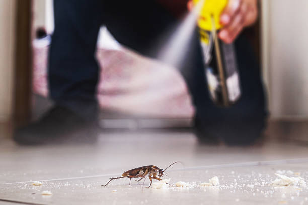 Best Wasp Removal Services  in Storrs, CT
